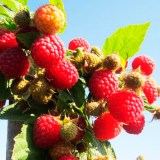 Химбо Топ1_0x160 Любимый сад